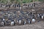 Pinguins gentoo nos recebem em Steeple Jason, no noroeste das Ilhas Malvinas